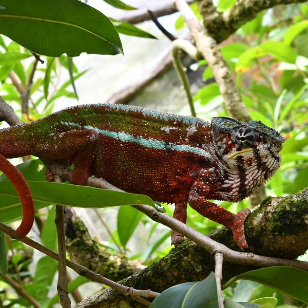 madagascar-4638612_1280