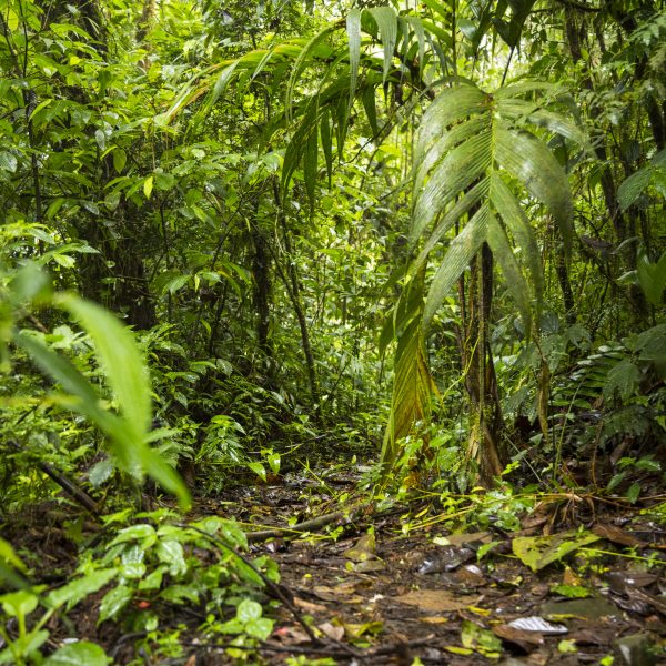 vue-de-la-foret-tropicale-luxuriante-verte-au-costa-rica