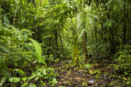 vue-de-la-foret-tropicale-luxuriante-verte-au-costa-rica